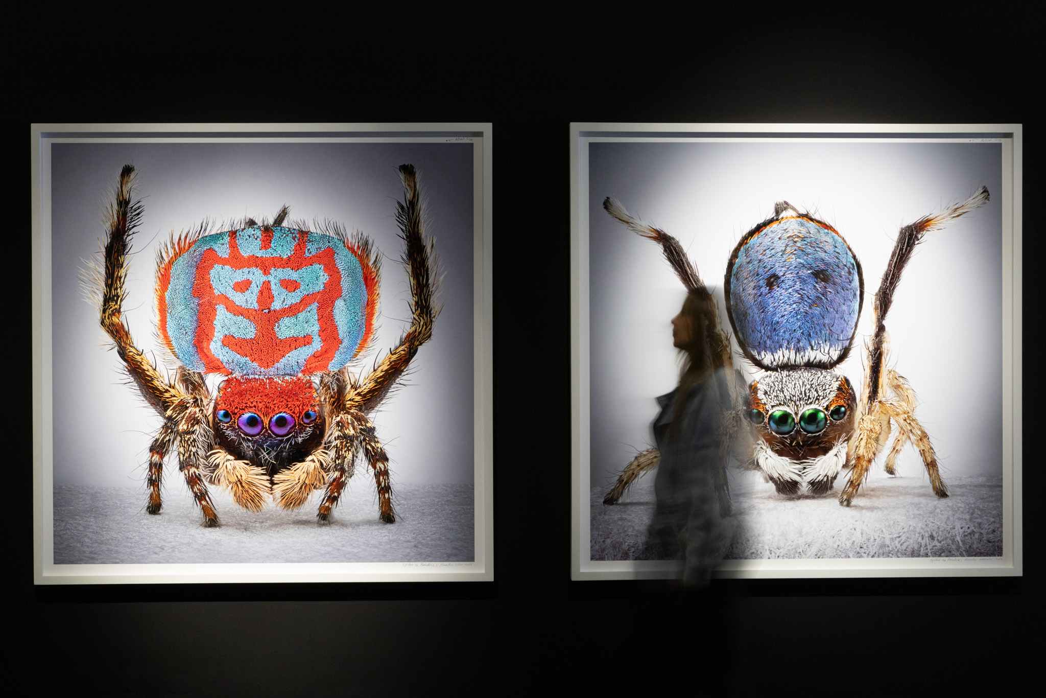 Mar&iacute;a Fernanda Cardoso