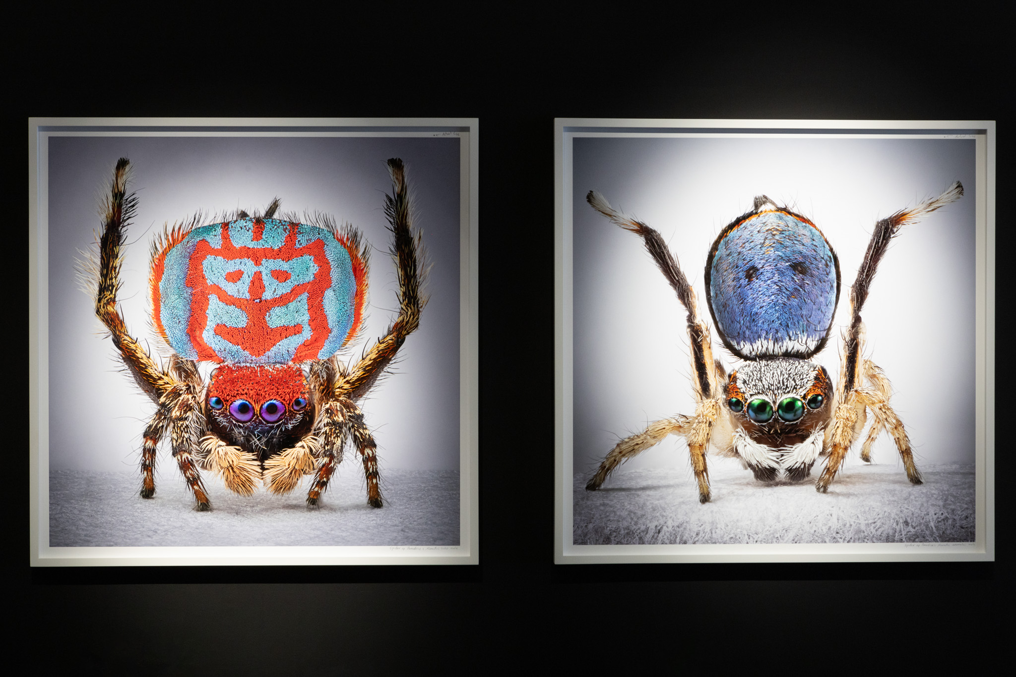 Mar&iacute;a Fernanda Cardoso