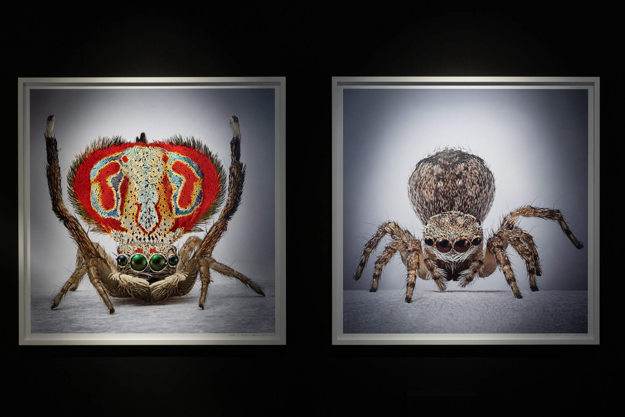 Mar&iacute;a Fernanda Cardoso