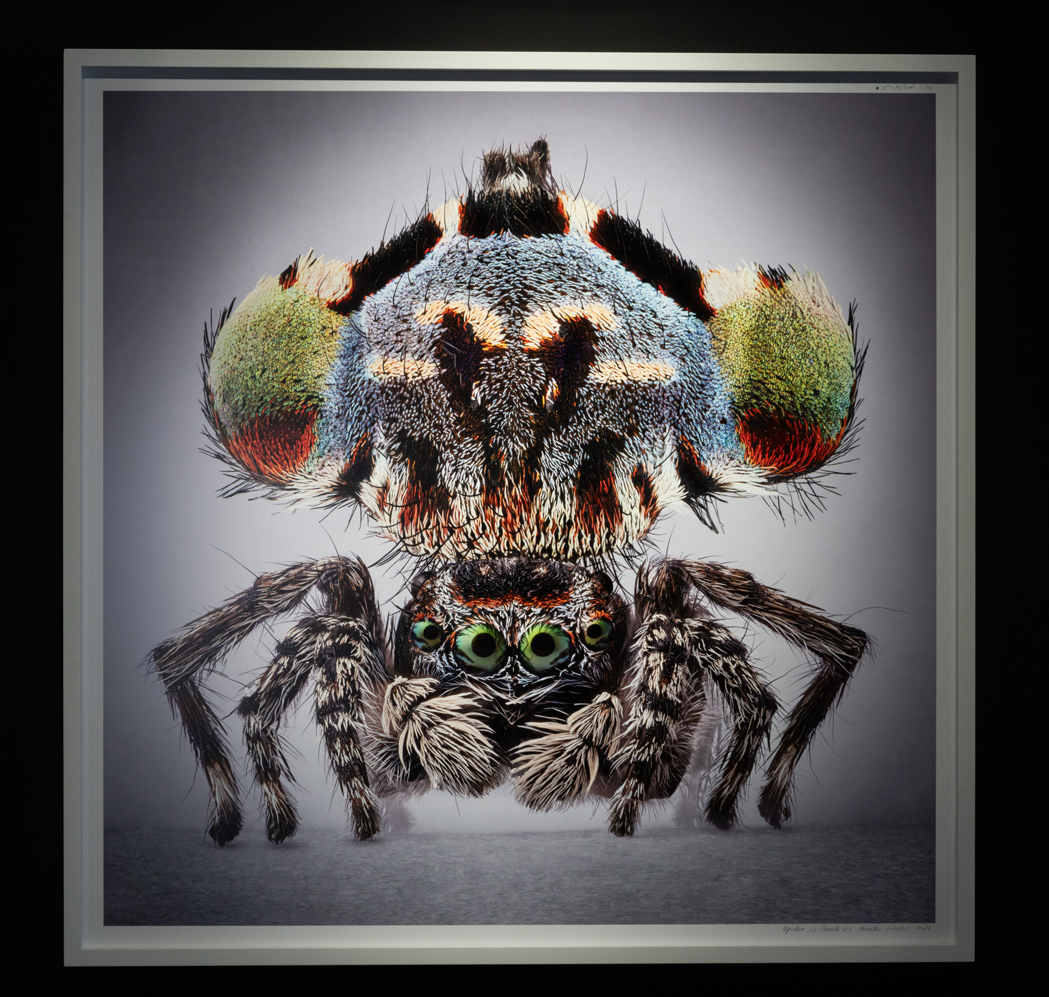 Mar&iacute;a Fernanda Cardoso