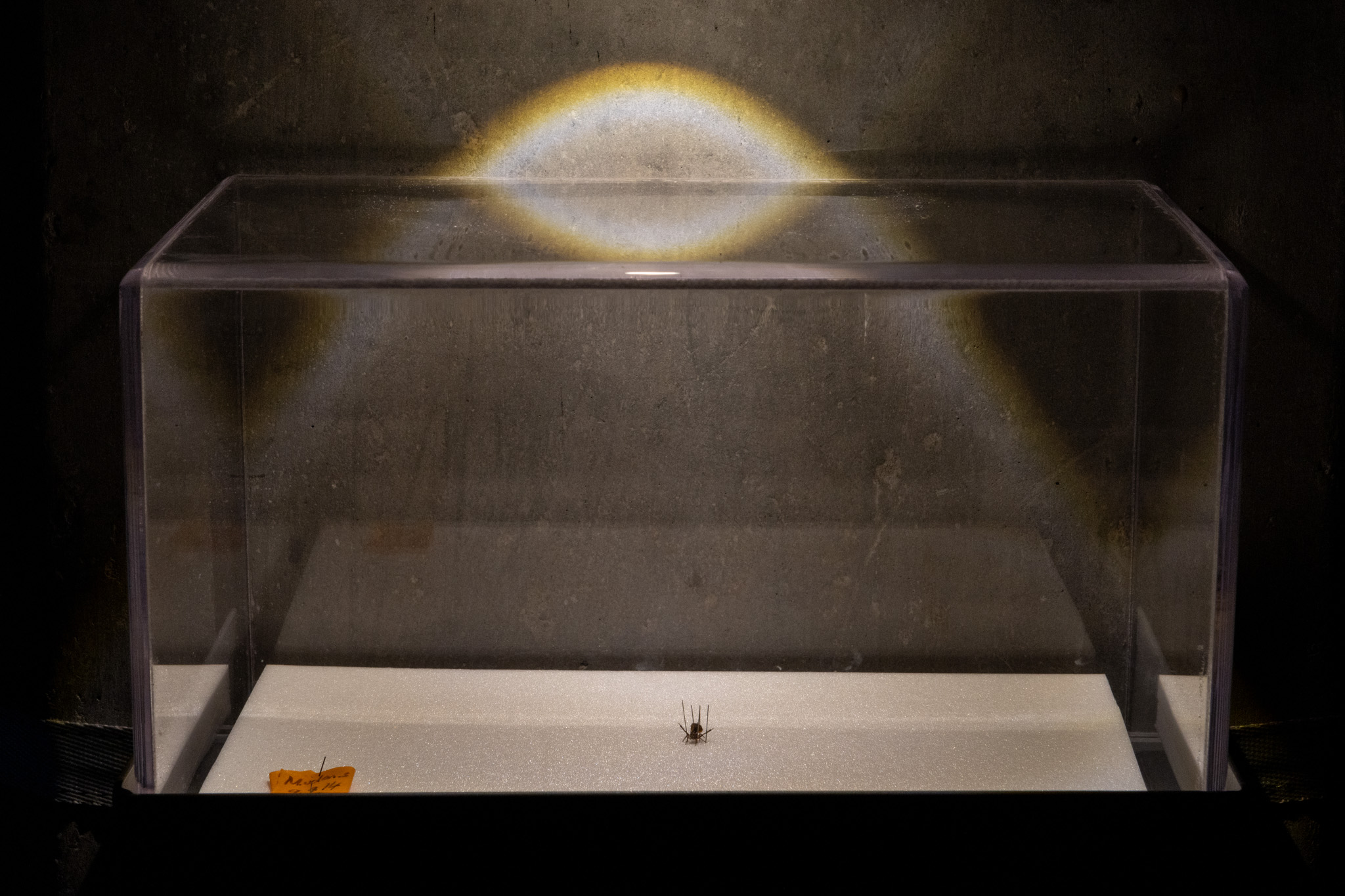 Mar&iacute;a Fernanda Cardoso