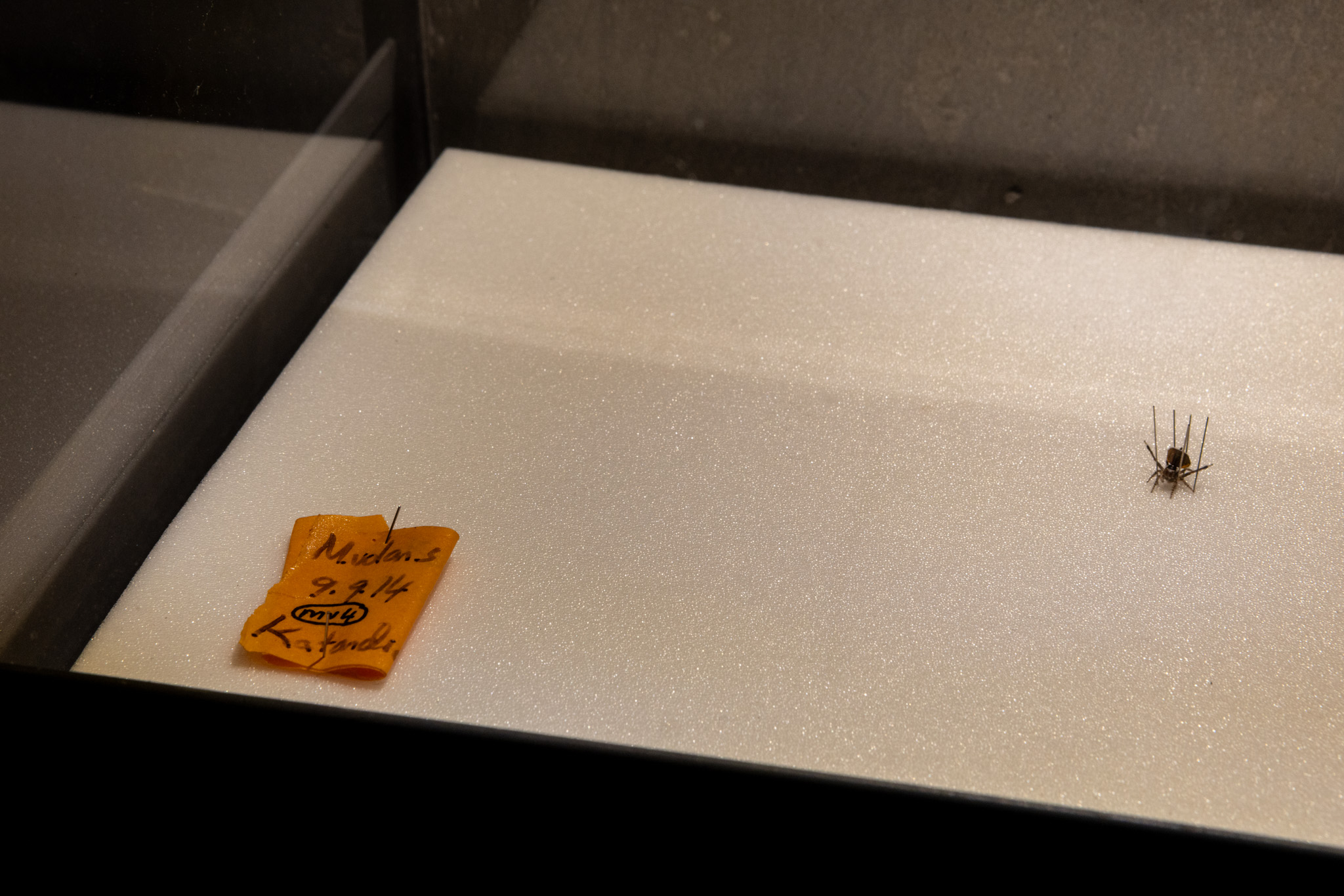 Mar&iacute;a Fernanda Cardoso