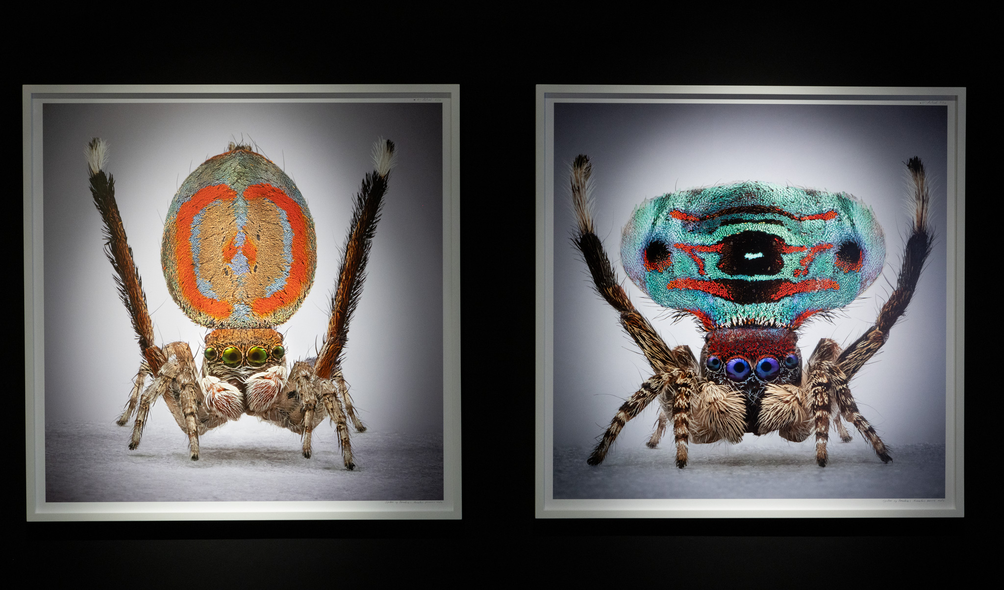 Mar&iacute;a Fernanda Cardoso