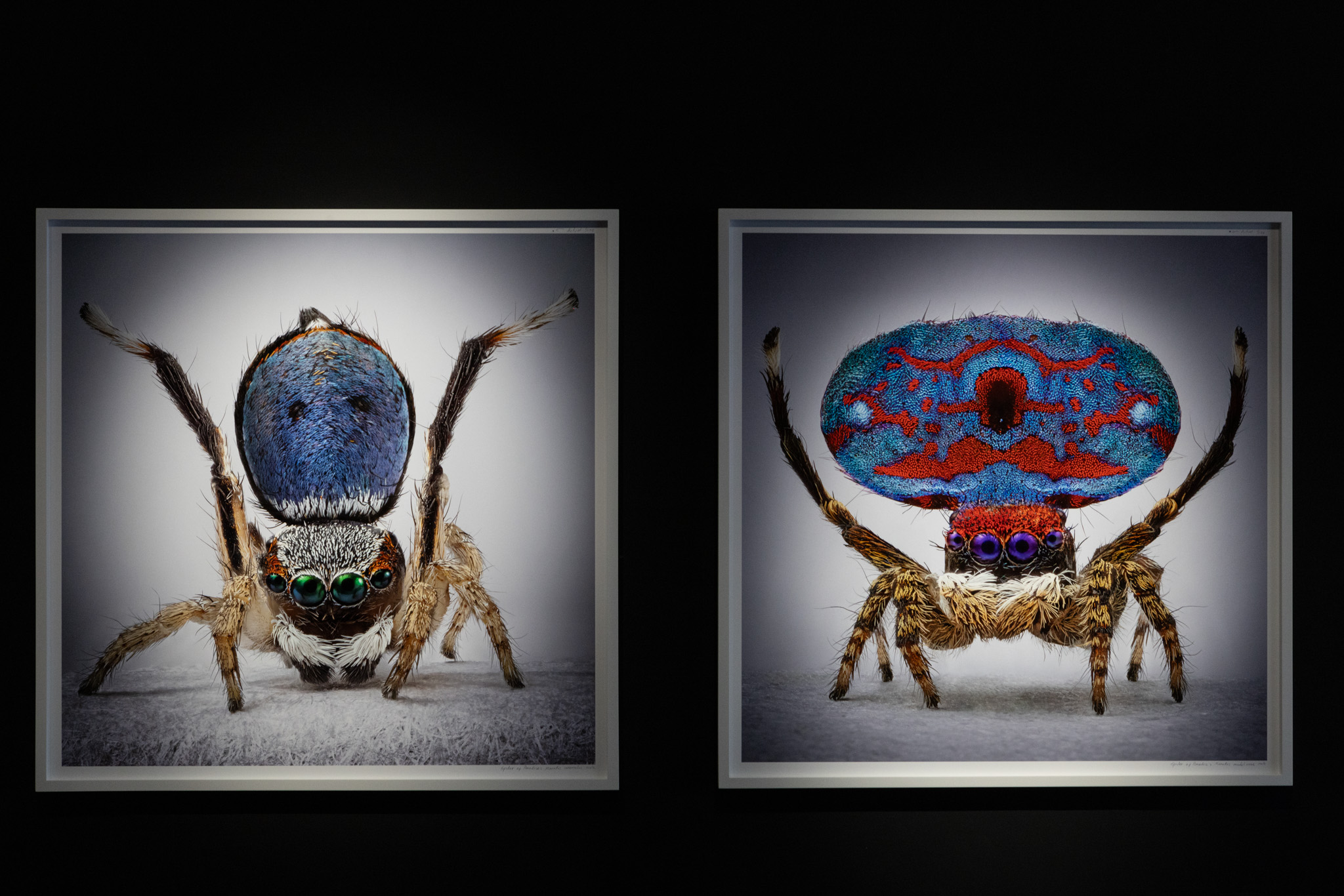 Mar&iacute;a Fernanda Cardoso