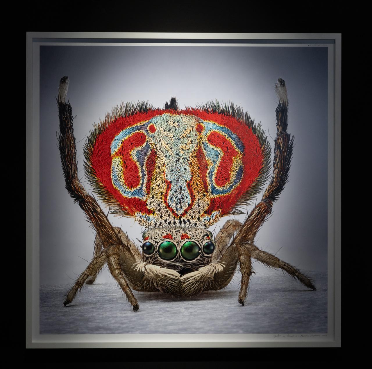 María Fernanda Cardoso