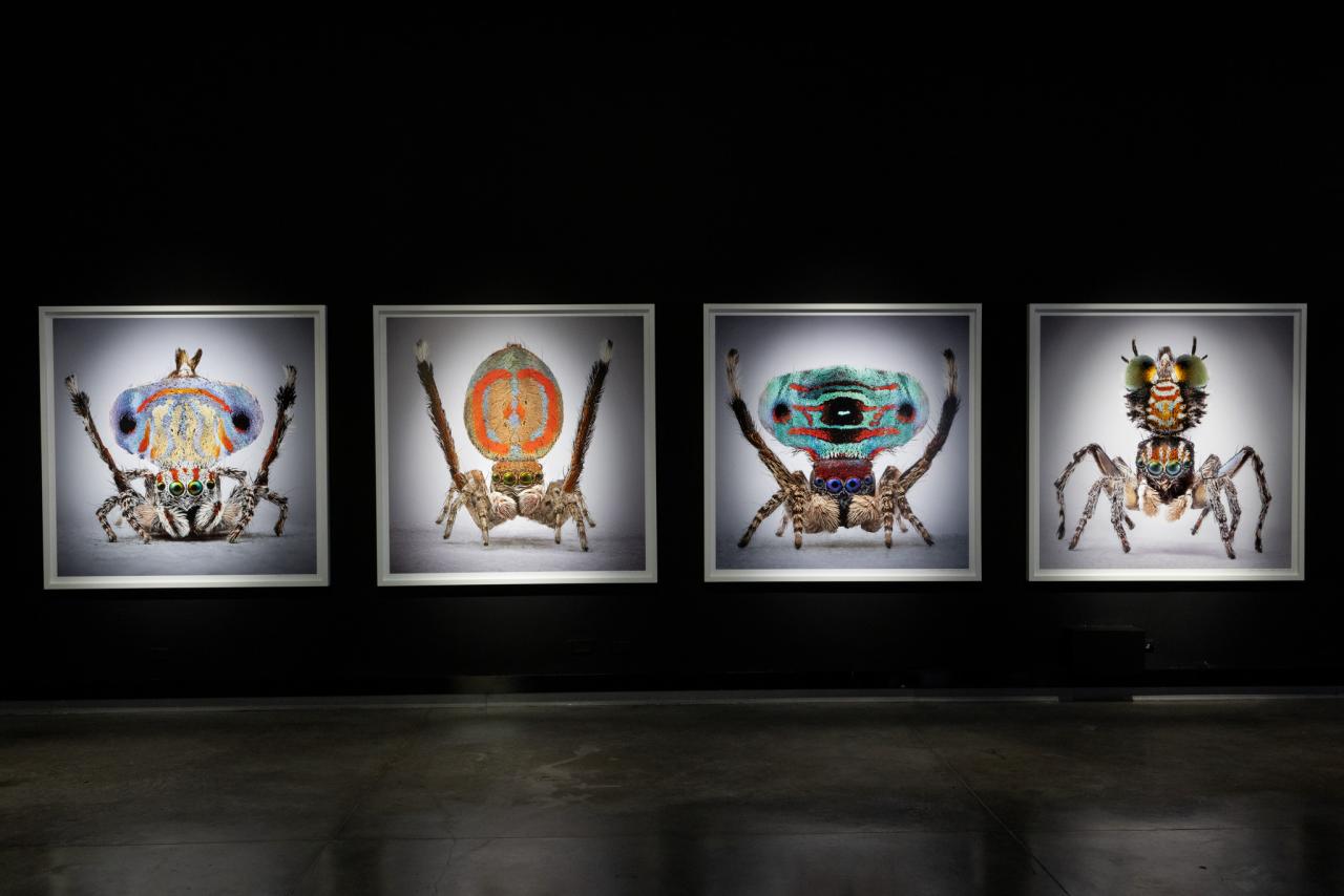 María Fernanda Cardoso